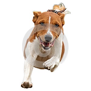 Dog running straight on camera isolated on white background at full speed on competition