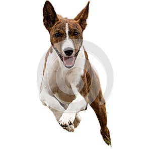 Dog running straight on camera isolated on white background at full speed on competition