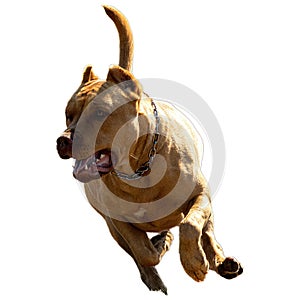 Dog running straight on camera isolated on white background at full speed on competition