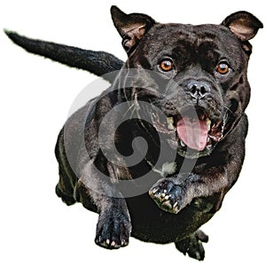 Dog running straight on camera isolated on white background at full speed on competition