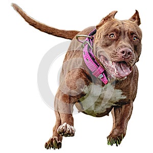 Dog running straight on camera isolated on white background at full speed on competition