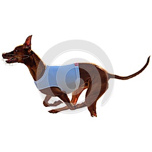 Dog running straight on camera isolated on white background at full speed on competition