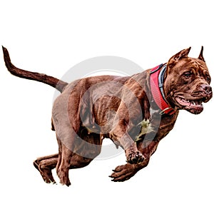 Dog running straight on camera isolated on white background at full speed on competition