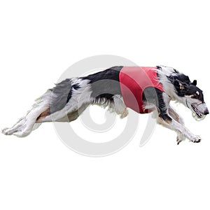 Dog running straight on camera isolated on white background at full speed on competition