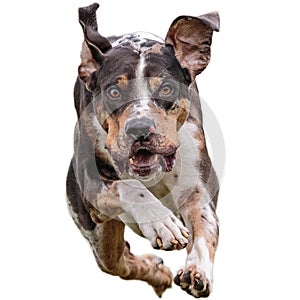 Dog running straight on camera isolated on white background at full speed on competition