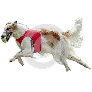 Dog running straight on camera isolated on white background at full speed on competition