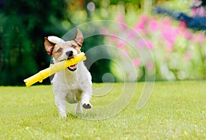 Dog running on summer lawn fetching toy stick