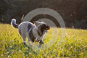 Dog running in a summer meadow