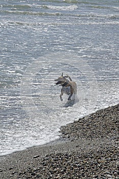 Dog running in Surf