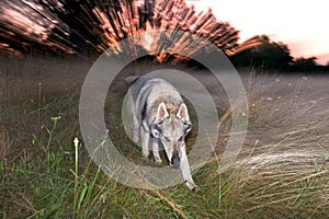 Dog running in tall dry grass. Young dog and blurred background - sunset which looks like pyrotechnic and firework. Gray Alsatian