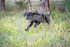Dog Running through Tall Grass
