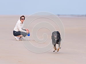 Dog running on teh beach