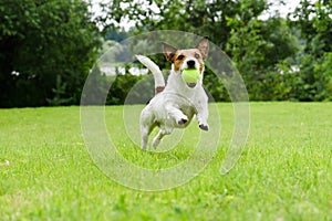 Dog running with tennis ball in mouth on camera