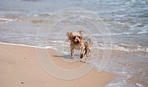 Dog running toward sea