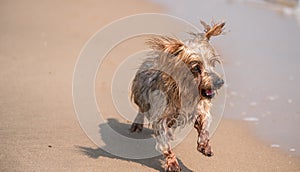 Dog running toward sea happy puppy