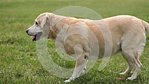 Dog running towards camera. Labrador breed dog running to camera