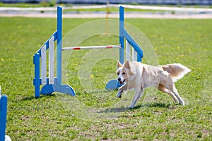 Dog running towards hurdle in agility competition