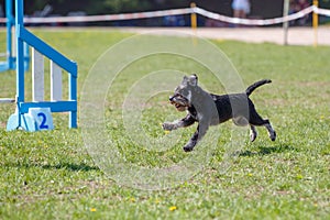 Dog running towards hurdle in agility competition