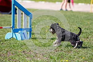 Dog running towards hurdle in agility competition