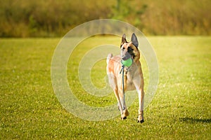 Dog is running with toy.