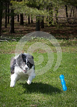 Dog running after toy