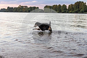 Dog is running trough the water. Appenzeller Sennenhund in action