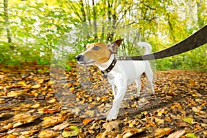 Dog running or walking in autumn