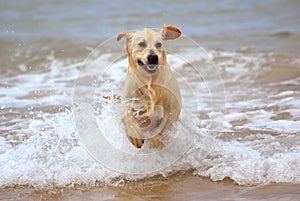 El perro correr en el agua 