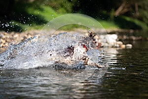 Dog running in water - Springer Spaniel