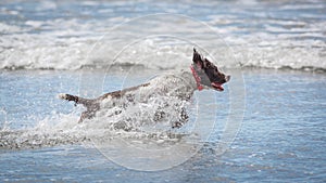 Dog running in water