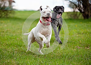Dog Running White Female Pitbull Terrier Lawn Grass Tongue Out