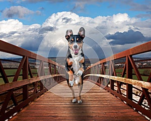Dog running on a wood bridge, Appenzeller Sennenhund