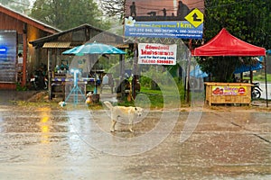 A dog runs across the road gets wet in the rain in the village of Thailand. Tropical downpour