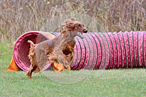 Dog runs through agility tunnel