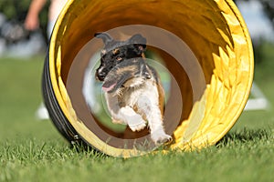 Dog runs through an agility tunnel. Jack Russell Terrier