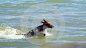 The dog runs along the seashore, the dog's ears sway from jumping.