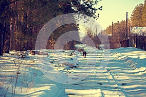 The dog runs along a snowy road in the countryside along the forest