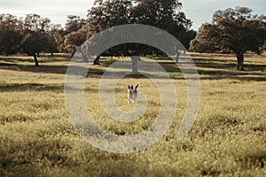 a dog runs through a field with trees in the background