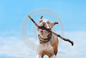 Dog runs with a huge stick in his teeth