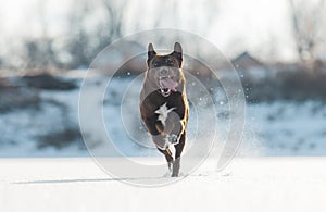 dog runs quickly on the ice raising snow dust