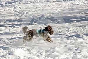 A dog runs on the snow