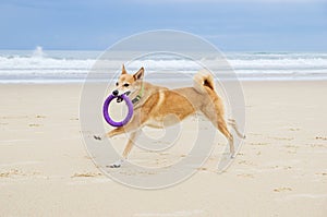 A dog runs with a toy on the beach. Travel with dog concept. Dog on the beach.