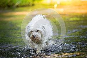 Dog runs through the water