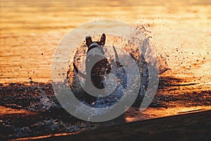 The dog runs into the water. A dog raises a large splash in the water against a sunset background