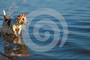 The dog runs on the water. Wirehaired wet Jack Russell Terrier on the seashore. Sunset