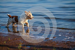The dog runs on the water. Wirehaired wet Jack Russell Terrier on the seashore. Sunset