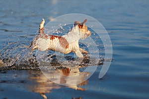 The dog runs on the water. Wirehaired wet Jack Russell Terrier on the seashore. Sunset