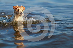 The dog runs on the water. Wirehaired wet Jack Russell Terrier on the seashore. Sunset