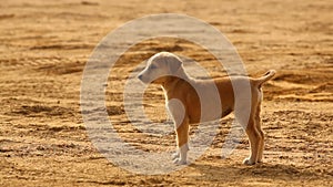 Dog at rural area Desert India