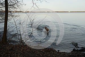 The dog rushed after the abandoned branch into the cold February water of the GroÃŸer MÃ¼ggelsee lake. Berlin, Germany